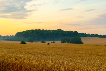 Sunset over grains field