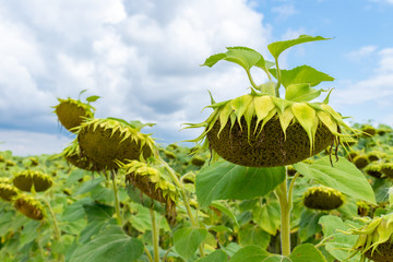 Ripening sunflowers on field