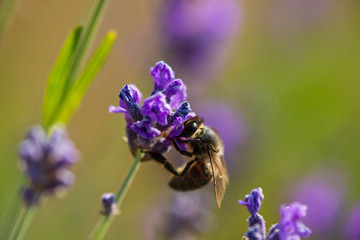 Abeille butinant des fleurs de lavande sauvage dans la montagne, Hautes-Alpes, France