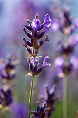 Brin de lavande sauvage, gros plan