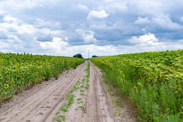 Obraz premium Road in sunflower field