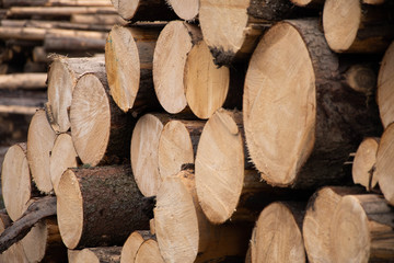 Lumber Log Wood Stock Pile 