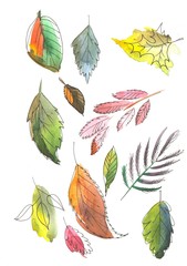 Obraz premium A set of autumn multi-colored leaves. Set Watercolor paintings Isolated on white background.