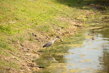Searching Heron