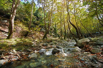 Crystal clear river and forest in autumn at Steni Dirfyos in the central part of the island of Euboea