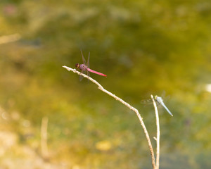 Sympetrum corruptum