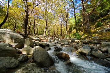 Fototapeta na wymiar Crystal clear river and forest in autumn at Steni Dirfyos in the central part of the island of Euboea