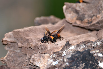 Brownish black wasps, wings stretched dark brown