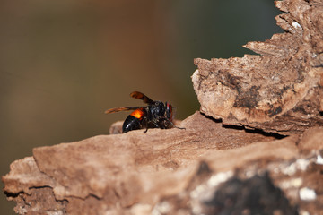 Brownish black wasps, wings stretched dark brown