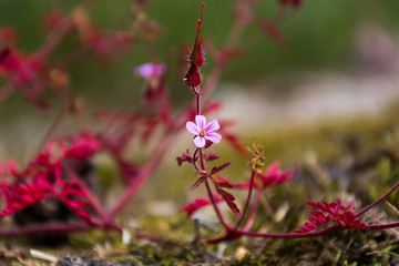 Herb Robert (Geranium Robertianum). One pink flower with red leaves at the end of the flowering...