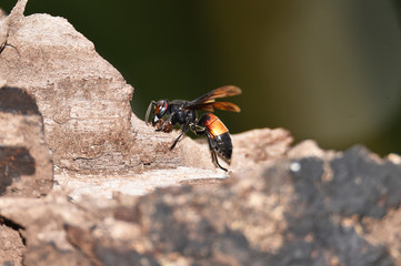Brownish black wasps, wings stretched dark brown