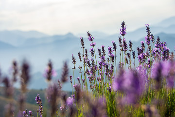 Fleurs de lavande sauvage dans la montagne, Hautes-Alpes, France - obrazy, fototapety, plakaty