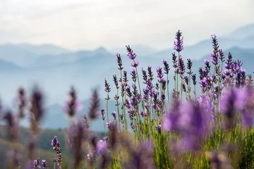 Gordijnen Fleurs de lavande sauvage dans la montagne, Hautes-Alpes, France © HJBC