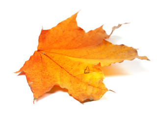 Naklejka na ściany i meble Autumn yellow maple leaf. Selective focus.