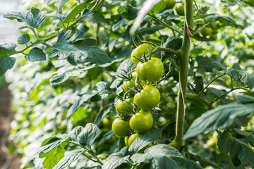 Tomatenrispe im Bio Gewächshaus