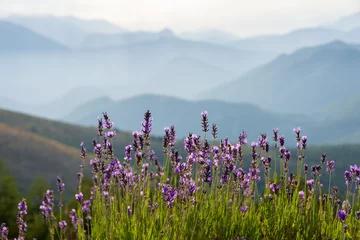Fototapete Rund Fleurs de lavande sauvage dans la montagne, Hautes-Alpes, France © HJBC