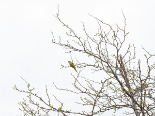 Pájaro posado
