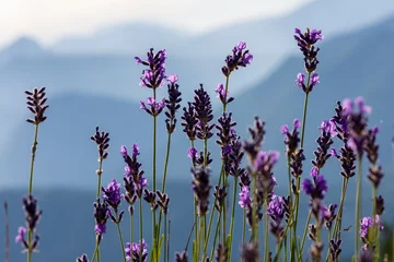 Fotobehang Fleurs de lavande sauvage dans la montagne, Hautes-Alpes, France © HJBC