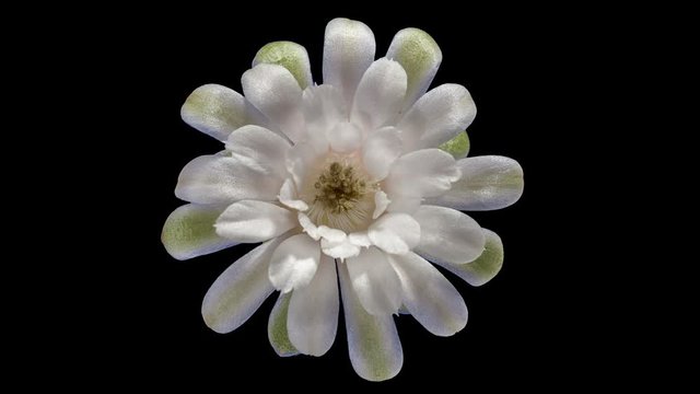 4K. Time-lapse Opening white Gymnocalycium flower buds ALPHA matte, 4096x2304