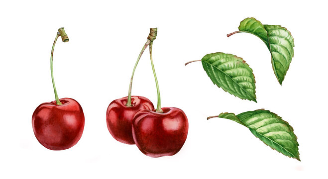Realistic botanical watercolor illustration cherry fruits leaves collection: whole sweet sour ripe juicy set isolated clipart hand painted, fresh exotic food red green for food label design
