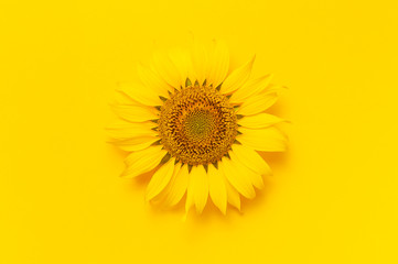 Beautiful fresh sunflower on bright yellow background. Flat lay, top view, copy space. Autumn or...