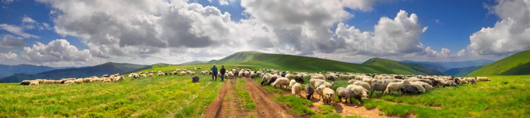 Deurstickers Een kudde schapen op een berg © panaramka