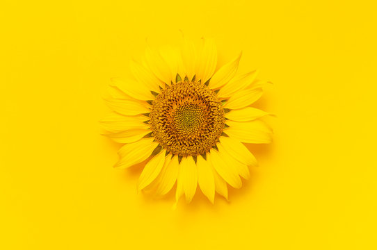 Beautiful fresh sunflower on bright yellow background. Flat lay, top view, copy space. Autumn or summer Concept, harvest time, agriculture. Sunflower natural background. Flower card