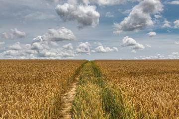 Cereal crops growing in Sussex farmland during summer