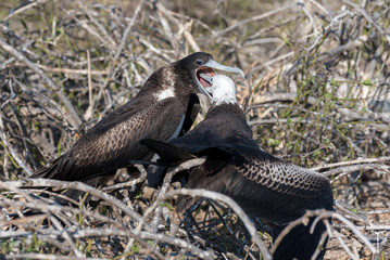 A female great Frigatebird feeds her chick on North Seymour Island, Galapagos Island, Ecuador.