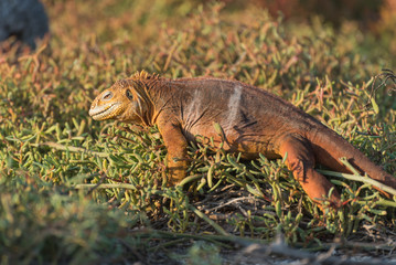 Galapagos Land Iguana on North Seymour Island, North Seymour, Galapagos Islands, Ecuador.