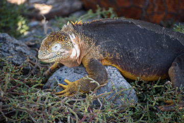 A Galapagos Land Iguana (Conolophus Subcristatus) on South Plaza, Galapagos Islands, Ecuador, South America.