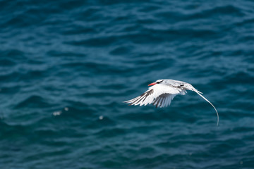 Red-billed Tropicbird (Phaethon aethereus) in flight over the Pacific ocean near South Plaza Island, Galapagos Islands, Ecuador.