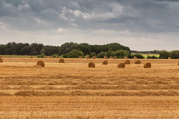 Fototapeta premium Harvesting
