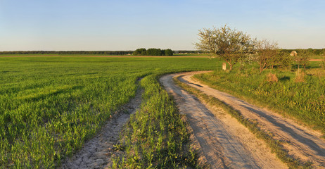Fototapeta na wymiar dirt road in the middle of the field
