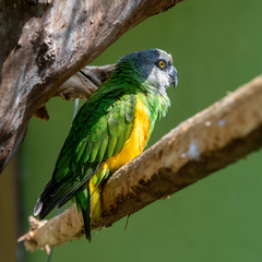 Senegal Parrot on a Perch Hiding Behind A Tree Branch