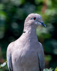 Close Uo Portrait Eurasian collared dove
