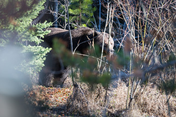Grizzly bear in the wild