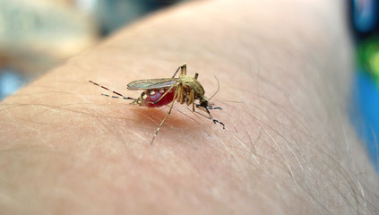 the mosquito sucks the blood