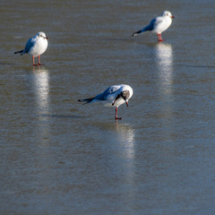 Seagull standing on a frozen lake scratching back of neck