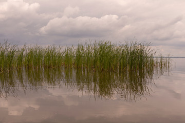 Fototapeta premium The reeds on the lake