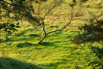 tree on a green meadow
