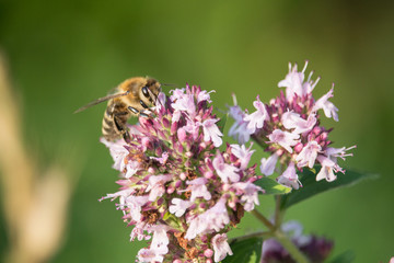 Biene beim Nektarsammeln auf einer Blüte