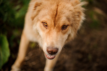 View from above ginger dog looking at the camera on the road