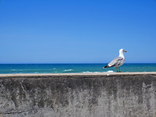 seagull on the beach