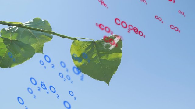 global warming carbon dioxide oxygen transformation animation leaf convert co2 into o2