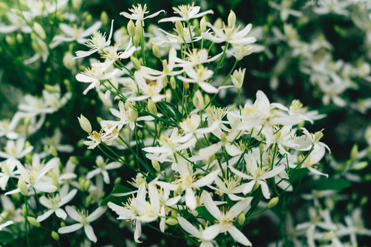 Clematis flammula, white summer flowers background. Awesome beautiful flowerbed with small petals. Excellent plant for landscaping. Natural background and wallpaper. Selective focus