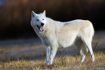 Obraz premium The Hudson Bay wolf (Canis lupus hudsonicus) subspecies of the wolf (Canis lupus) also known as the grey/gray wolf or arctic wolf. Young female in a frosty morning.