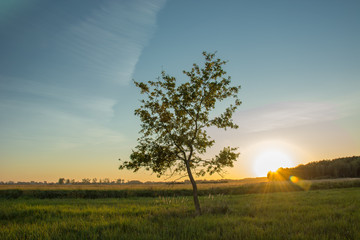 Obraz premium The sun on the horizon and a lonely tree