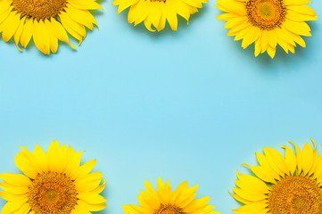 Frame from beautiful fresh sunflowers on blue background. Flat lay, top view, copy space. Autumn or summer Concept, harvest time, agriculture. Sunflower natural background. Flower card