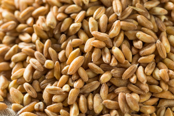 Raw Organic Farro Grain